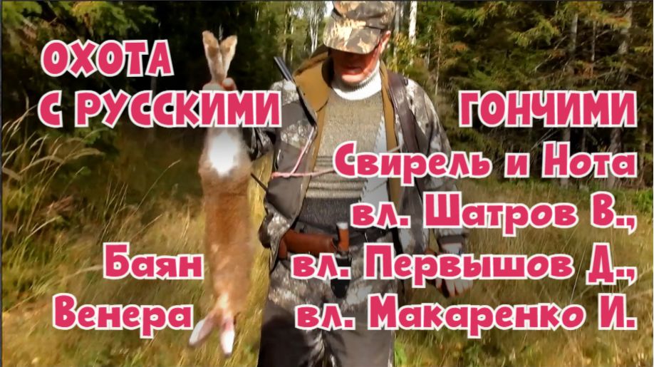 ОХОТА С РУССКИМИ ГОНЧИМИ - Свирель , Нота , Венера , Баян . #охотасгончей#собака #топ #hunting