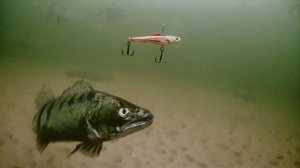 МУРАШКИ ПО КОЖЕ ОТ ТАКОГО! ВОТ ЭТО ПОЛОВИЛ СУДАКА В СТАЕ ЛЕЩА