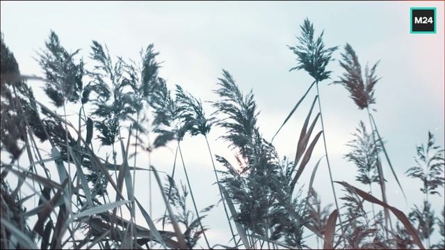 Ноябрьские заморозки в столице | О Москве с любовью