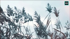 Ноябрьские заморозки в столице | О Москве с любовью