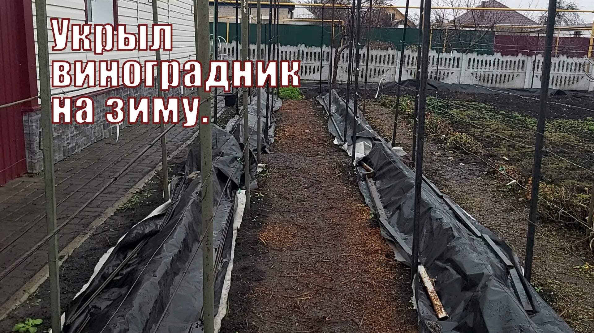 Укрыл виноградник на зиму