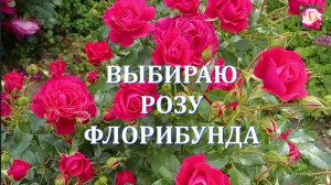 РОЗЫ ФЛОРИБУНДА В ПОДМОСКОВЬЕ