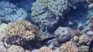 Четырехлинейный губан Larabicus quadrilineatus