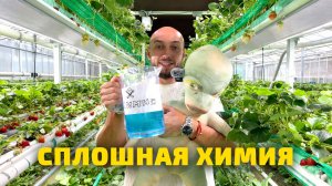 Главные мифы о «химической» клубнике: разбираю по фактам