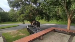 Вот что будет, если не угостить слона вкусняшкой #shorts