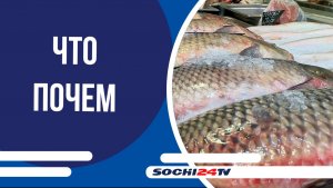 ЧТО ПОЧЕМ: Рыба и морепродукты на Центральном рынке Сочи