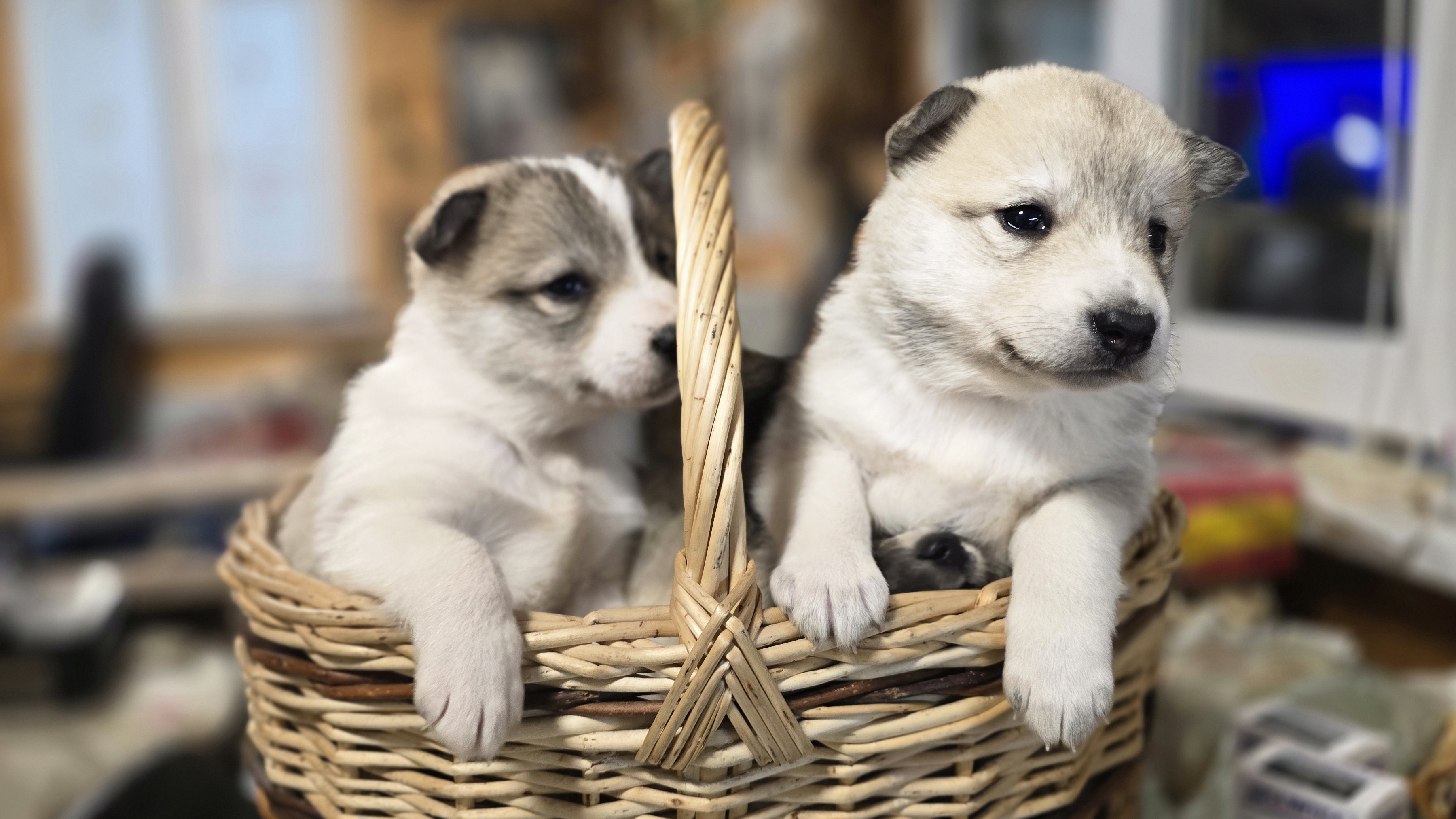 Первая процедура щенков