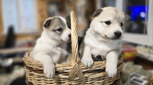 Первая процедура щенков