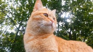 Кот на прогулке