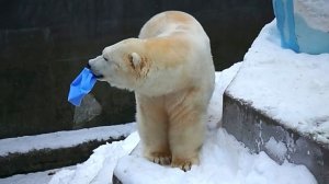 Белому медведю Каю сегодня исполняется 18 лет! Поздравляем!