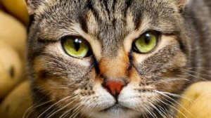 99 комнат прохождение 2 часть