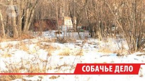 Бездомные собаки держат в страхе жителей предместья Рабочего в Иркутске