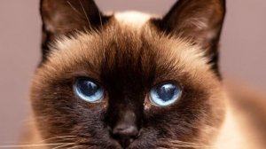 ДОРОЖНАЯ ШАВЕРМА ЧАСТЬ 1