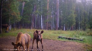 ЛОСИ .КОСУЛИ.КАБАНЫ