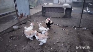 О курах Борковская и Фавероль. Воспоминания из детства.  Чем кормлю родных. Жизнь на юге.