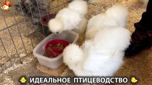 Идеальное птицеводство достойно восхищения 🐓🦆🦢🦚🦃🐔 эпизод (411)