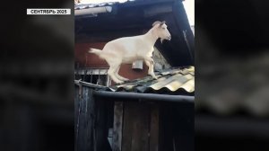 ПРОВЕРКА КОЗЬЕЙ ФЕРМЫ