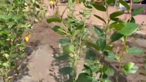 Мэр Саратова Исаев обсудил с профильными ведомствами вопросы озеленения города