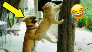 Лучшие смешные видео с кошками и собаками Засмеялся — проиграл 😅 ВИДЕО ПРИКОЛЫ
