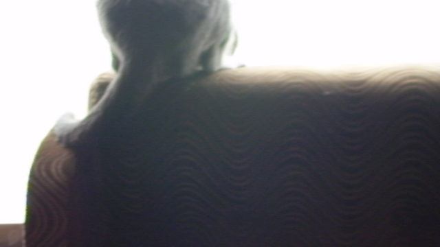 Кот машет хвостом смотреть онлайн