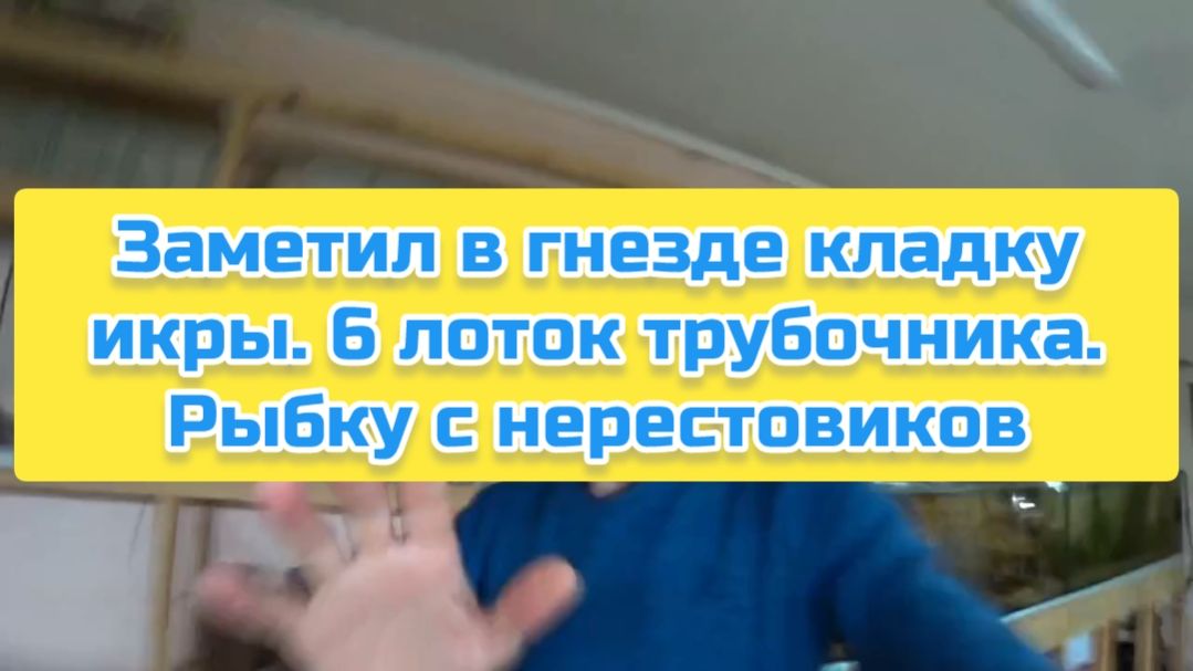 Заметил в гнезде кладку икры. 6 лоток трубочника. Рыбку с нерестовиков смотреть онлайн