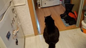 Наш котик Уголёк. 27 ноября 2025г