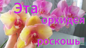 Первое цветение орхидей подростков!Яблонька👏и Уточка (Абель)😪