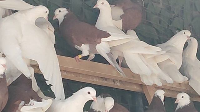 27.11.2025г Акбаши и Белые Широкие на продажу!!!+79298223260 Константин смотреть онлайн