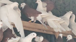 27.11.2025г Акбаши и Белые Широкие на продажу!!!+79298223260 Константин