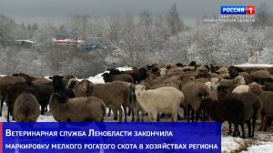 Ветеринарная служба Ленобласти закончила маркировку мелкого рогатого скота в хозяйствах региона