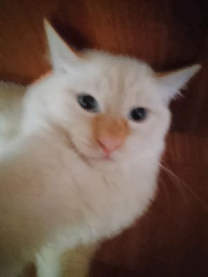 пися отвалися