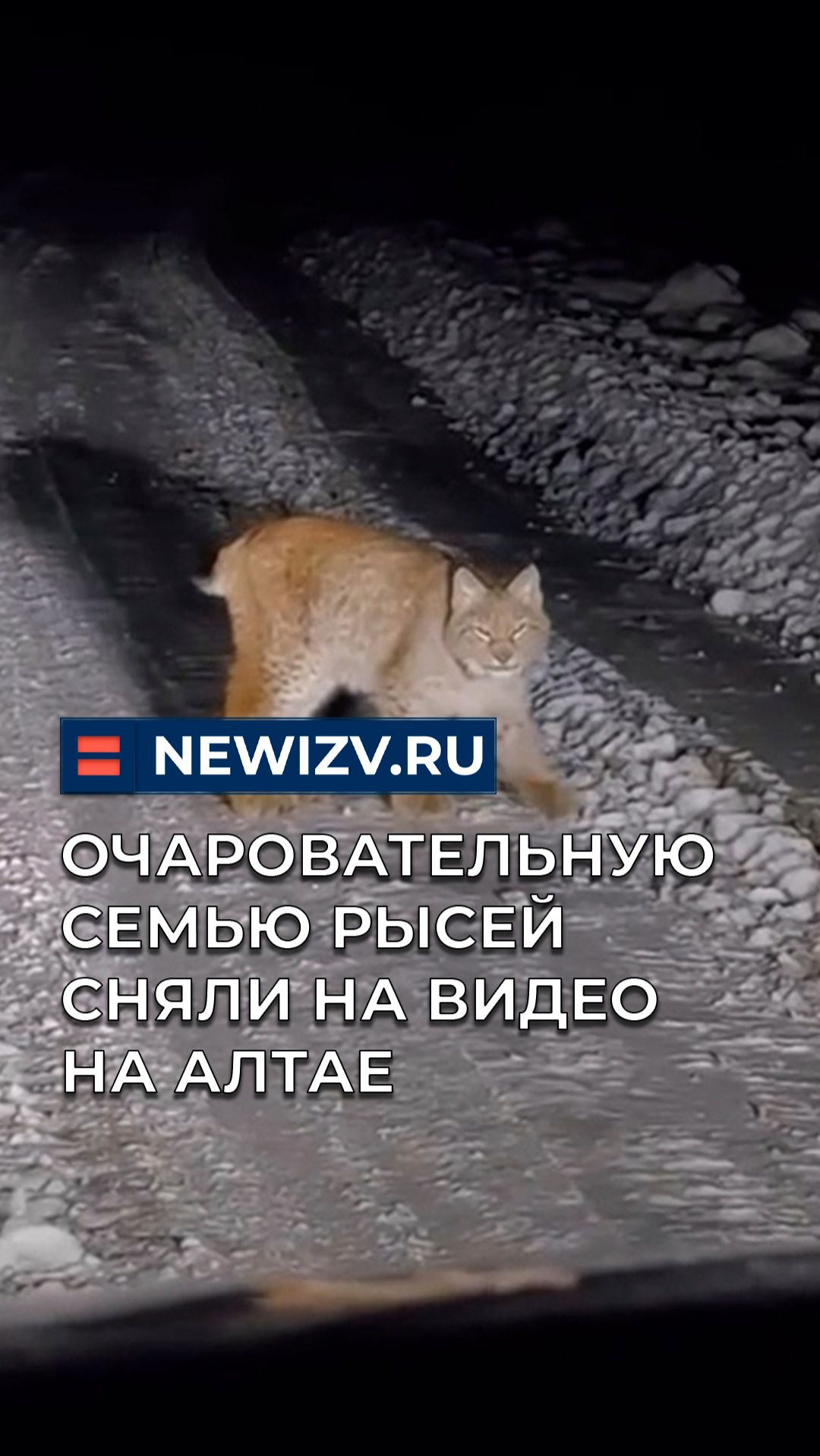 Очаровательную семью рысей сняли на видео на Алтае смотреть онлайн