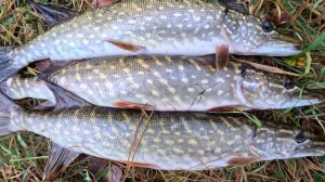 ПОЙМАЛ МНОГО А ТОЛКА НЕТ! Ловля щуки на СПИННИНГ.