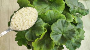 НАЛЕЙ в ГЕРАНЬ ЗИМОЙ чтобы листики не желтели и даже слабый цветок оживал и позеленел