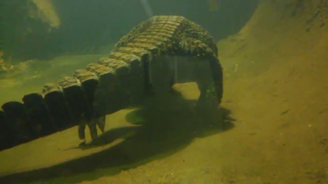 Аллигатор под водой (Alligator). Московский зоопарк (Moscow Zoo).