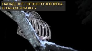 Нападение Снежного Человека В Канадском Лесу