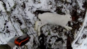 Охота на зайца 22.11.2025. Навестили знакомых зайцев. День реванша.