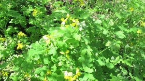 Зачем нужен чистотел в саду и огороде