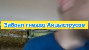 Забрал гнездо Анцыструсов