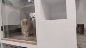 Комфорт Премиум в Cats' Room Happy Бирюлево