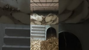 Морская Свинка