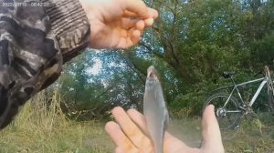 Архив. Рыбалка на Свияге в Лаишевке. Август 2024 года.