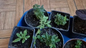 КОГДА СОСТОЯНИЕ...НЕ СТОЯНИЯ..БОЛЕТЬ НЕ УМЕЮ