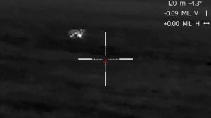 Лиса в бронижелете.охота на лис