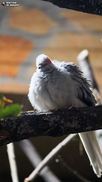 Бриллиантовая горлица. Ленинградский зоопарк