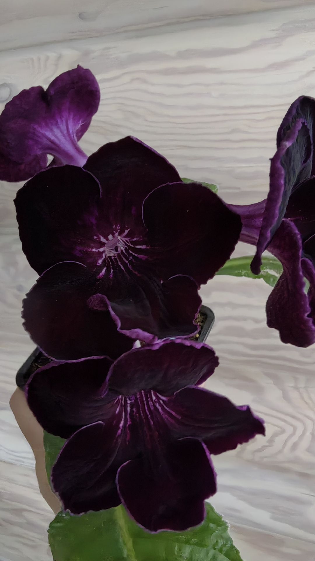 Стрептокарпус арабеска