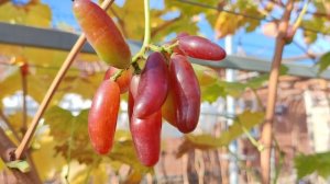 ГРЕЙП ДРИМ НА 27.11.2025!🍇🍇🍇 ЧУДО АМЕРИКАНСКОЙ СЕЛЕКЦИИ! Telegram, WhatsApp и Vlber +79528500417.