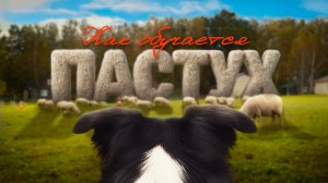 Профессия — пастух: как собаки учатся пасти овец и работать на ферме