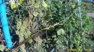 ЦВЕТЫ  И ВИНОГРАД ВСЁ В  ОДНОМ  ВИДЕО