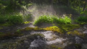 Лучшие кадры природы в 4K HDR Dolby Vision